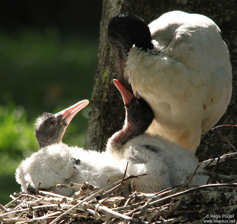 African Sacred Ibis, Reproduction-nesting