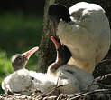 Ibis sacré