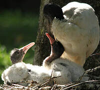 African Sacred Ibis