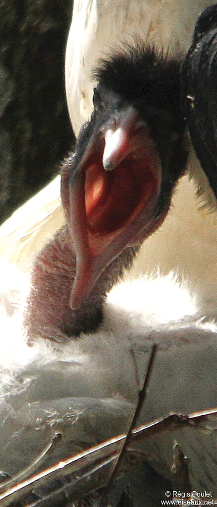 African Sacred Ibisjuvenile, Reproduction-nesting