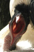 African Sacred Ibis