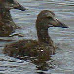 Eider à tête grise