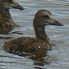 Eider à tête grise