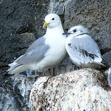 Mouette tridactyle