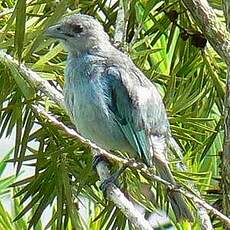 Tangara glauque