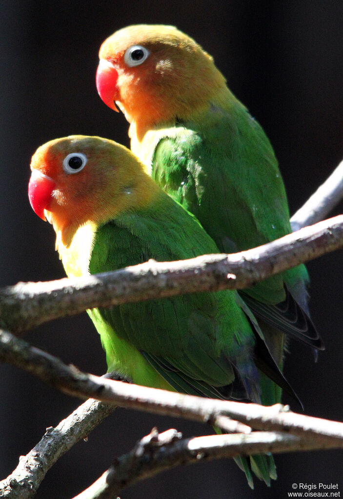 Fischer's Lovebird 