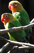 Fischer's Lovebird