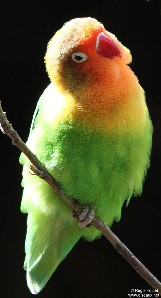 Fischer's Lovebird