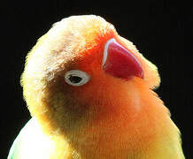 Fischer's Lovebird