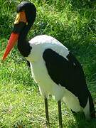 Saddle-billed Stork