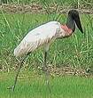 Jabiru d'Amérique