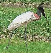 Jabiru