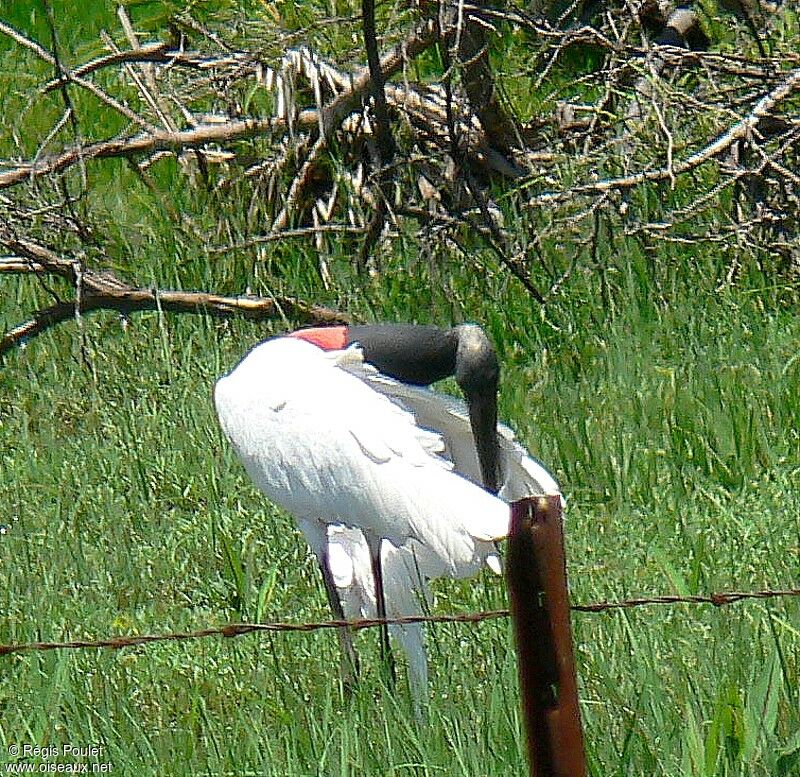 Jabiru d'Amériqueadulte