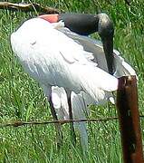 Jabiru