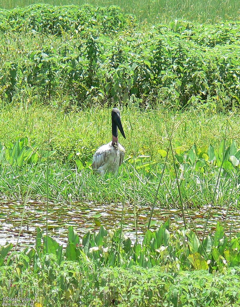 Jabiru d'Amériqueadulte