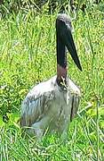 Jabiru