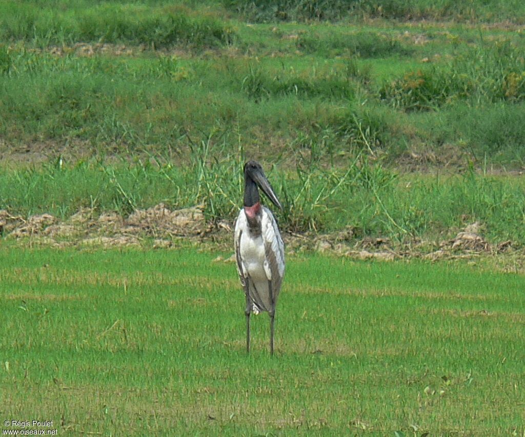 Jabiru d'Amériqueadulte