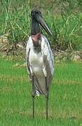 Jabiru d'Amérique