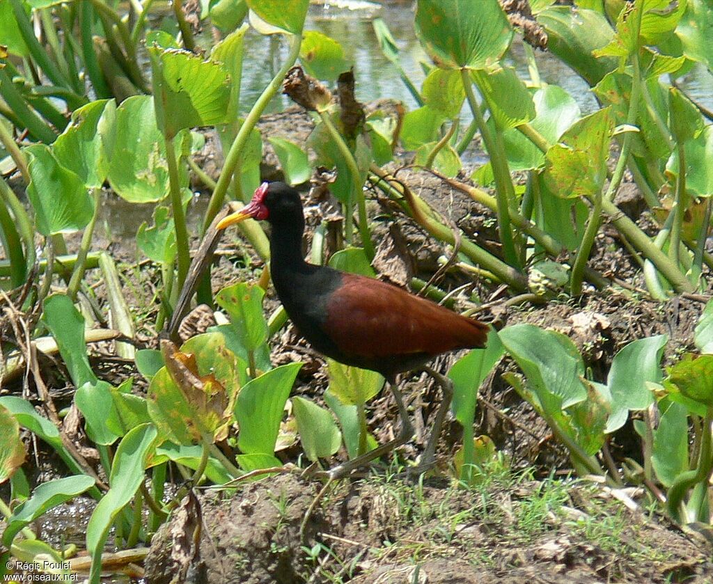 Jacana noiradulte