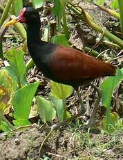 Jacana noir