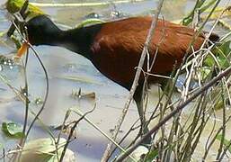 Wattled Jacana