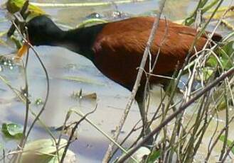 Jacana noir