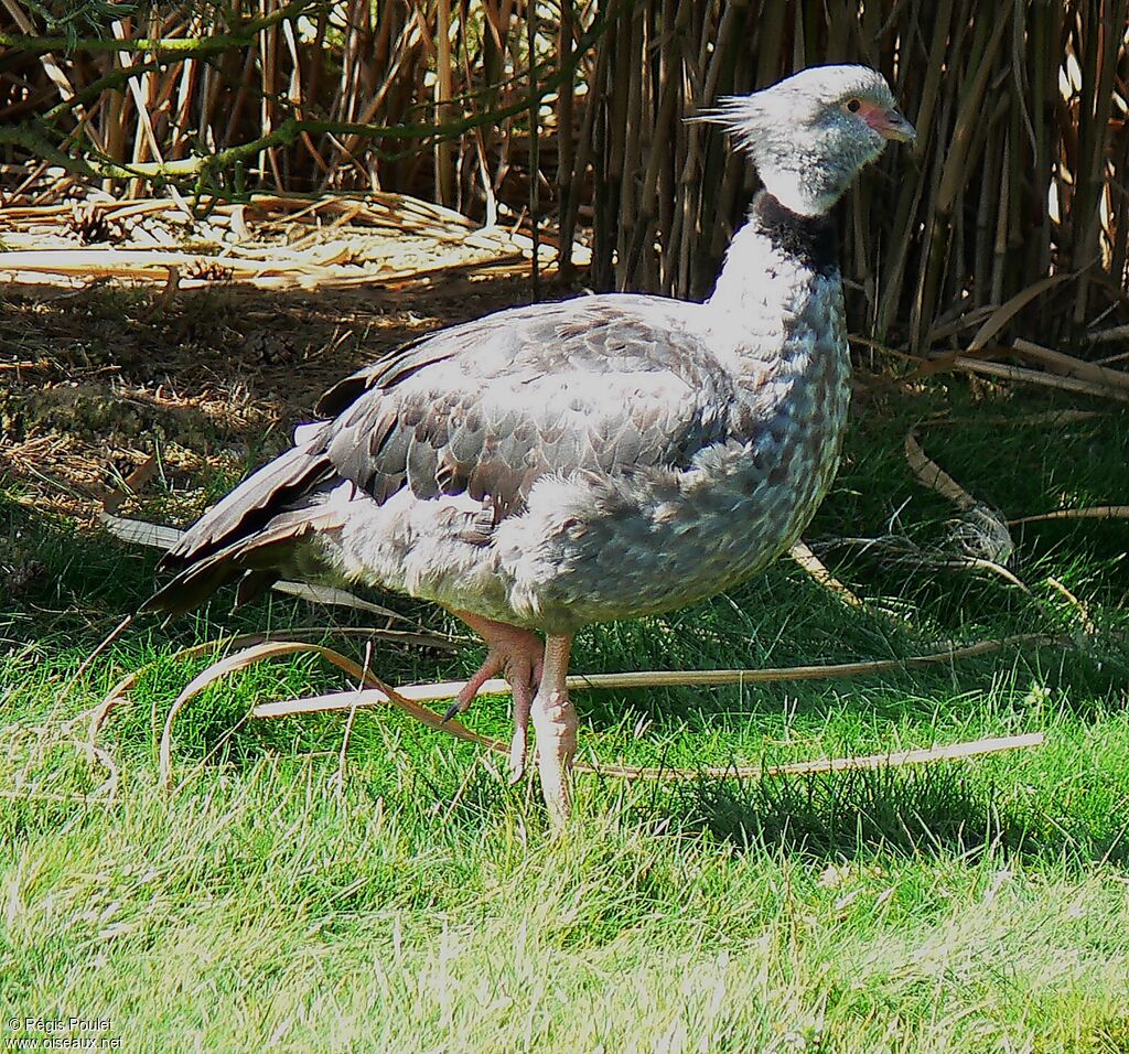 Southern Screameradult