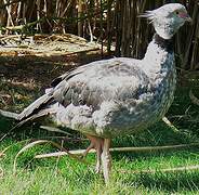 Southern Screamer