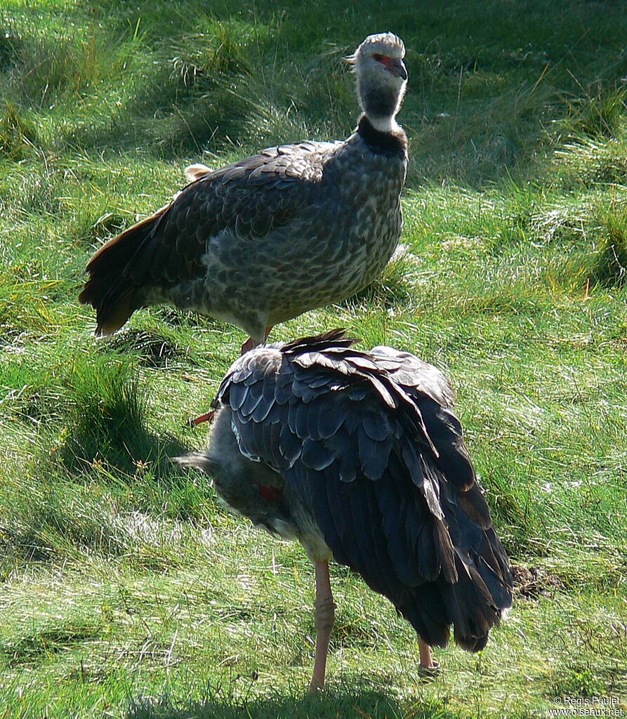 Southern Screamer 