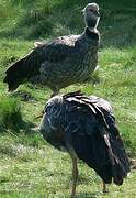 Southern Screamer