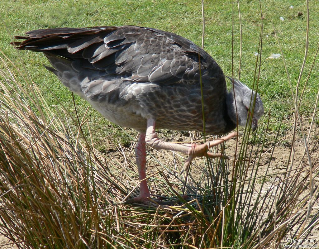 Southern Screameradult