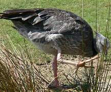 Southern Screamer