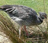 Southern Screamer