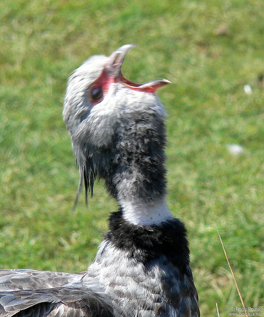 Kamichi à collieradulte, chant