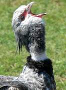 Southern Screamer