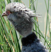 Southern Screamer