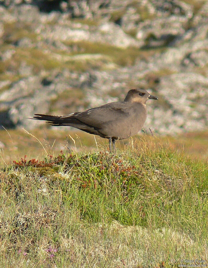 Parasitic Jaegerjuvenile