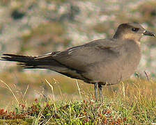 Parasitic Jaeger