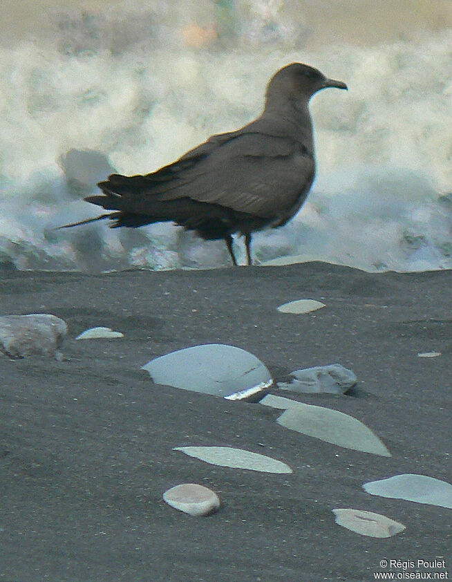 Parasitic Jaeger