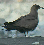 Parasitic Jaeger