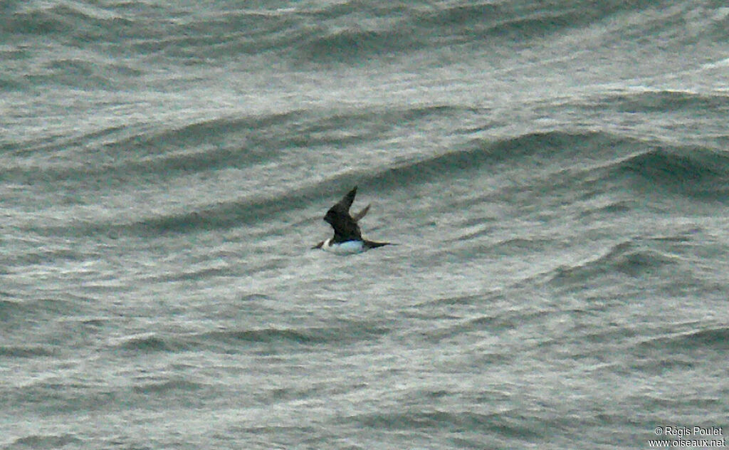 Pomarine Jaeger