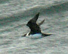 Labbe pomarin