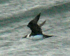 Pomarine Jaeger