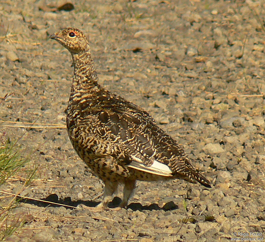 Lagopède alpinadulte internuptial