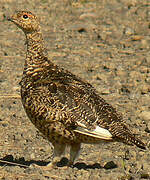 Rock Ptarmigan