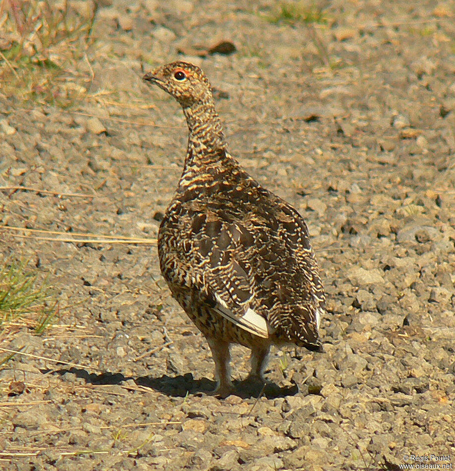 Lagopède alpinadulte