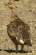 Rock Ptarmigan