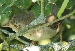 Common Grasshopper Warbler