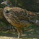 Lophophore resplendissant