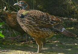 Himalayan Monal